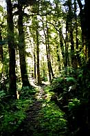 Sunlight splits through the forest, South Island