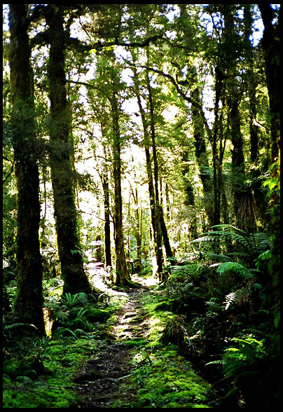 Sunlight splits through the forest, South Island