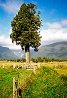 The lush green landscape of the South Island