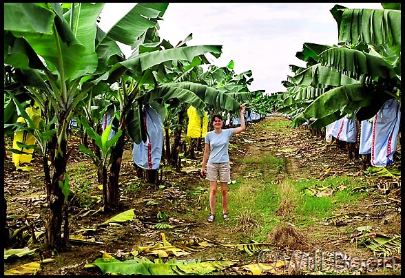 Blandine finds here
 favourite food in a plantation: bananas