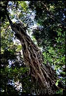 Trailing fig tree, Fraser Island, Queensland, Australia