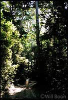 Under the canopy of Fraser Island's interior, Queensland