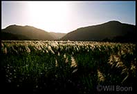 Early evening sunlight over a sugar cane field, northern Queensland, Australia