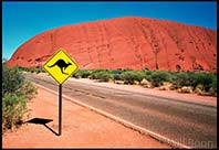 Drive Carefully - Kangaroo's crossing at Uluru