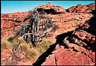 A dead tree lies among the rocks of Kings Canyon, Australia