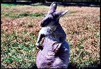 A happy kangaroo poses for his photo, Queensland, Australia