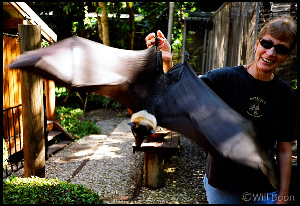 Australian fruit bats spreading it's wings, Queensland, Australia