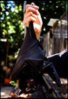 Australian fruit bat licks its lips, Kuranda, Queensland