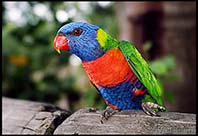 unbelievably colourful Rainbow Lorikeet, Great Keppel Island, Australia