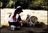Young girl feeding a kangaroo, Brisbane, Australia