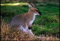 A Joey (baby kangaroo) resting on the grass, Brisbane, Australia