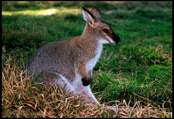 A Joey (baby kangaroo) resting on the grass, brisbane, Australia