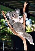 koala sitting on its branch, Brisbane, Australia