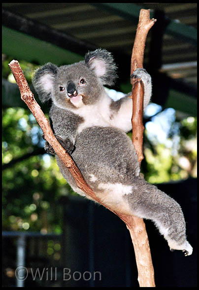 Koala sitting on its branch, Brisbane, Queensland