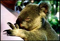 Blandine receives a koala bear hug, Brisbane, Australia