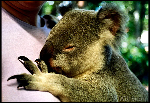 Blandine receives a koala hug, Brisbane, Australia
