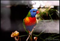 Rainbow Lorikeet feeding on some fruit, Great Keppel Island, Australia