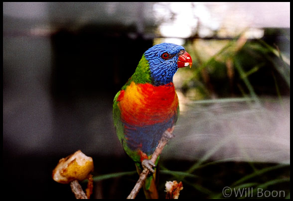 A Rainbow Lorikeet feeding on some fruit, Great Keppel Island, Australia