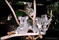 Hanging around with the koala bears, Brisbane, Australia