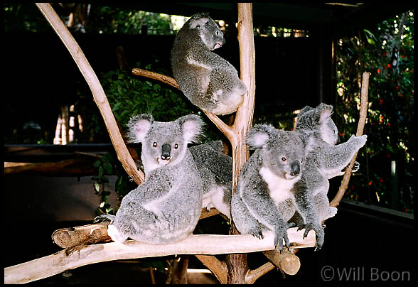 Hanging around with the koala bears, Brisbane, Australia