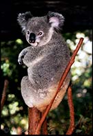 A koala gives us a dirty look, Brisbane, Australia