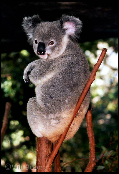 A Koala bear gives us a dirty look, Brisbane, Queensland