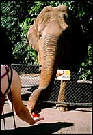 Blandine feeds an apple to the hungry elephant, Sabu at Australia Zoo