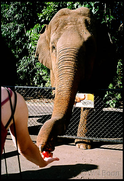 Blandine feeds an apple to the hungry elephant, Sabu at Australia Zoo