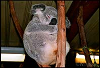 A sleeping koala bear, Brisbane, Australia