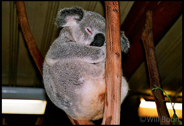 A sleeping koala bear, Brisbane, Queensland, Australia