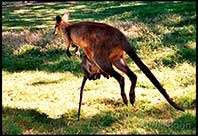 Female kangaroo with a joey in her pouch, Brisbane, Australia